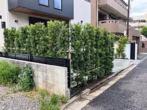 生垣リニューアルで失敗しない樹種選び【針葉樹から広葉樹へ】